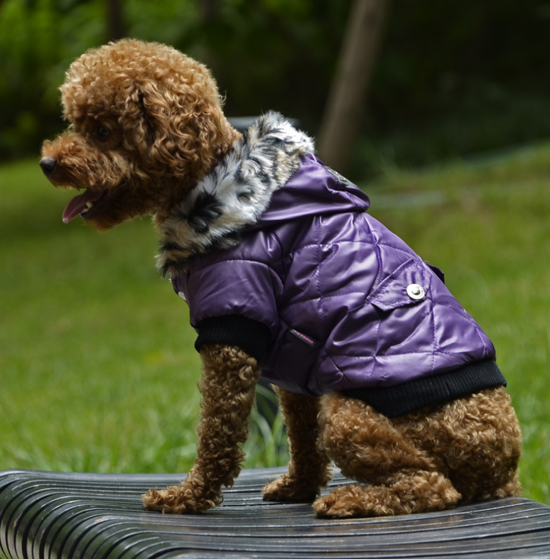 pet dog clothing for Winter