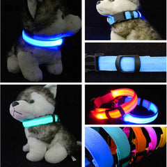 Dogs LED Collars