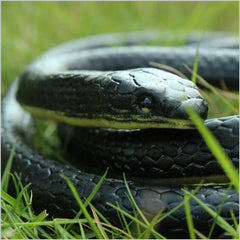 Realistic Soft Rubber Toy Snake Safari Garden Props Joke Prank Gift