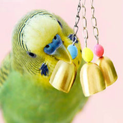 1pcs Pet Parrot Bell toys Colorful Hollow Rolling Bell Ball Bird Toy Parakeet Parrot Chew Cage Fun Toys Pet Bird Supplies