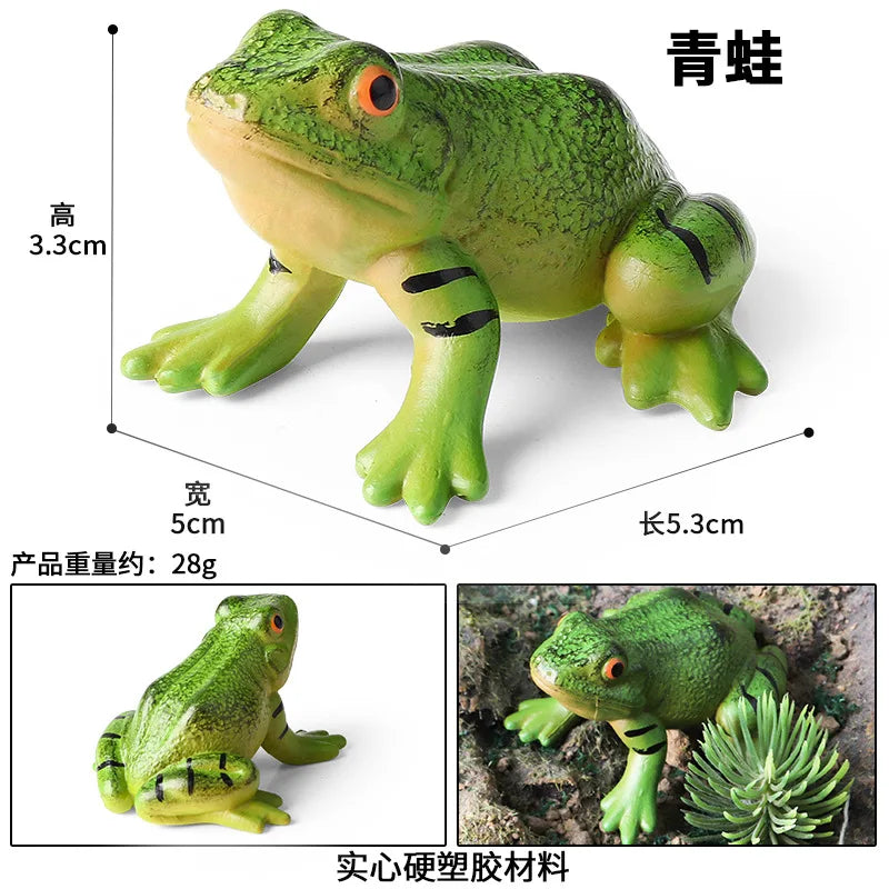 Children Animal Cognition Wild Animal Science and Education Toy Model Solid Palm Prayer Frog Ornament