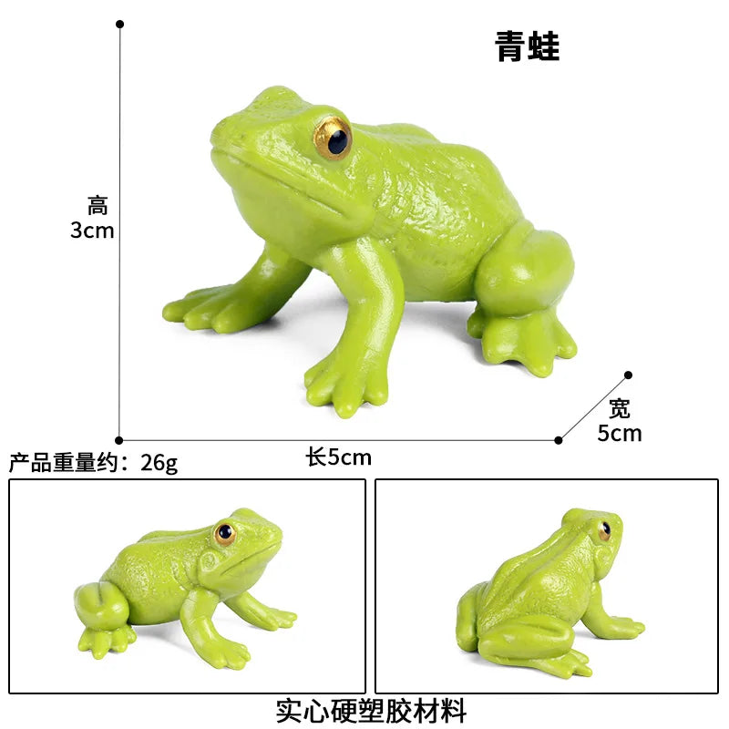 Children Animal Cognition Wild Animal Science and Education Toy Model Solid Palm Prayer Frog Ornament