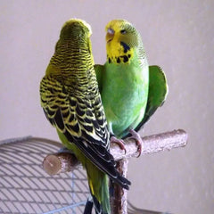 T-Shape Natural Wooden Pets Parrots Perches Standing Rack 18*15cm Birds Supplies Cage