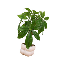 Artificial Money Tree Artificial Money Tree Potted Plant Decoration for Office