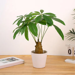 Artificial Money Tree Artificial Money Tree Potted Plant Decoration for Office